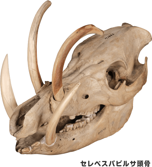 セレベスバビルサ頭骨